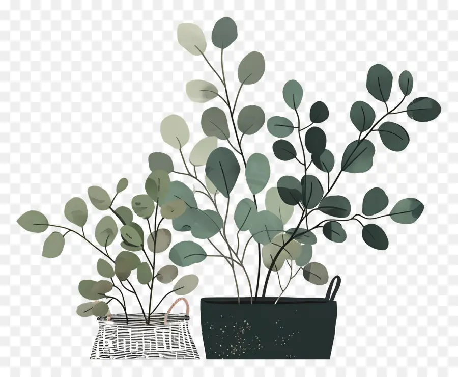 Plantes En Panier，Les Plantes PNG