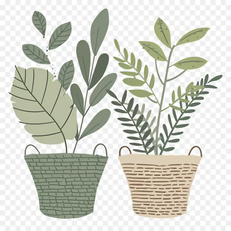 Plantes Dans Un Panier，Plantes En Pot PNG