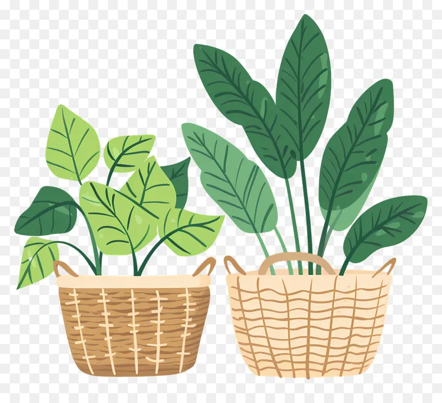 Plantes En Panier，Les Plantes En Pot PNG