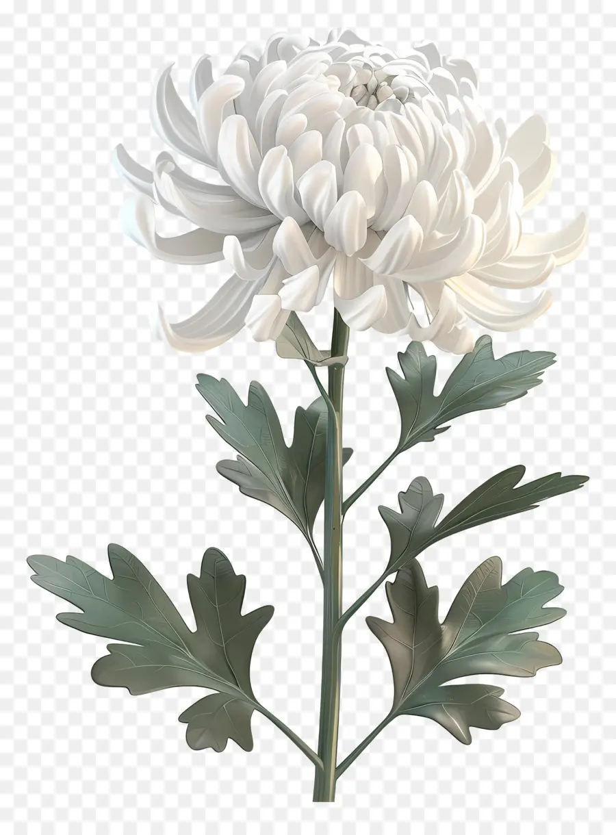 Chrysanthème Blanc，Chrysanthème PNG