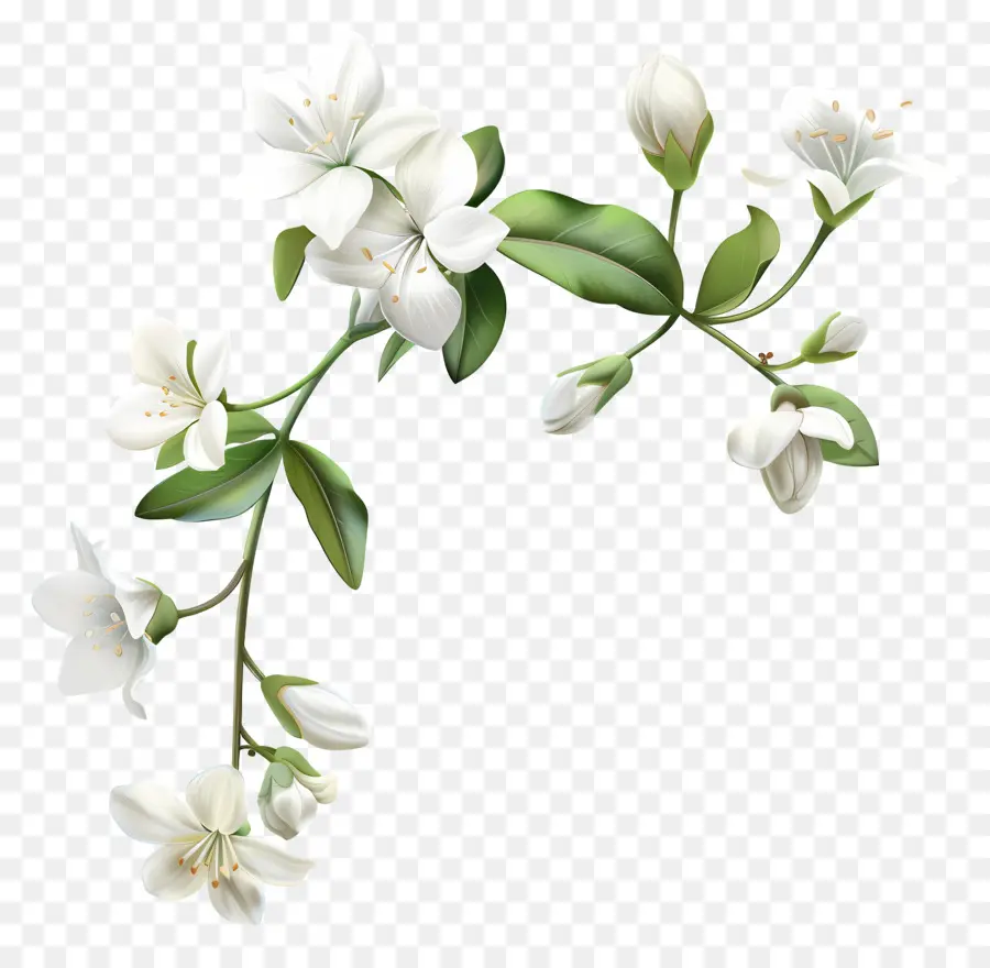 Fleurs De Jasmin Blanc，Fleurs Blanches PNG