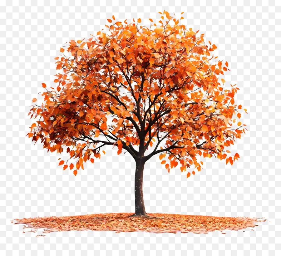 L'automne Commence，Arbre D'automne PNG