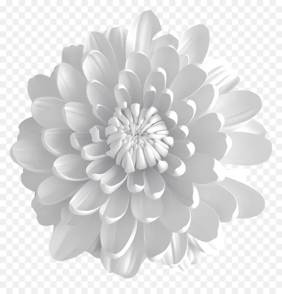 Chrysanthème Blanc，Fleur PNG