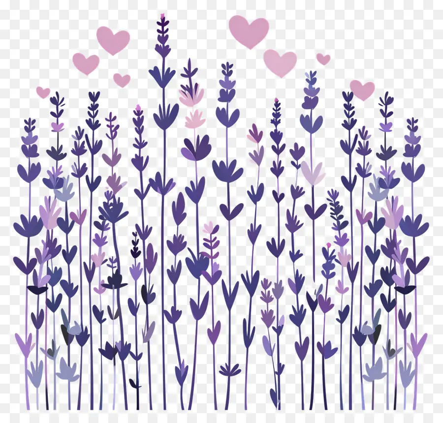 Champs De Lavande，Fleurs Violettes PNG