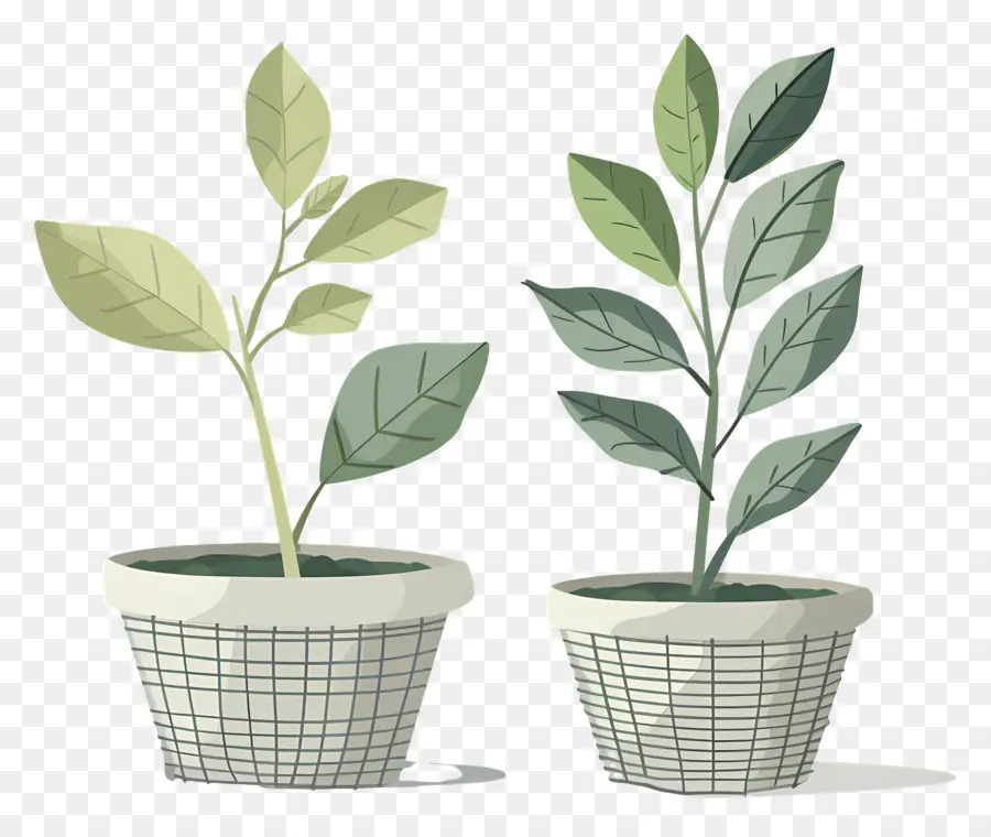 Plantes Dans Un Panier，Plantes En Pot PNG