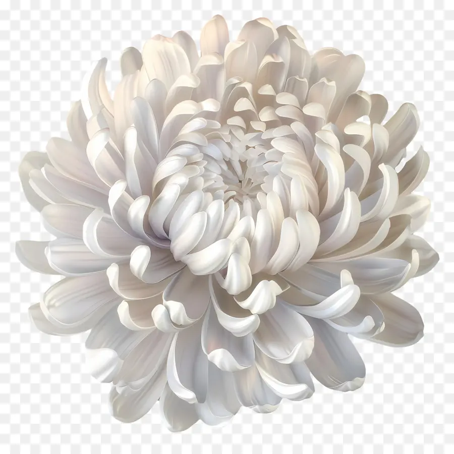 Chrysanthème Blanc，Fleur Blanche PNG