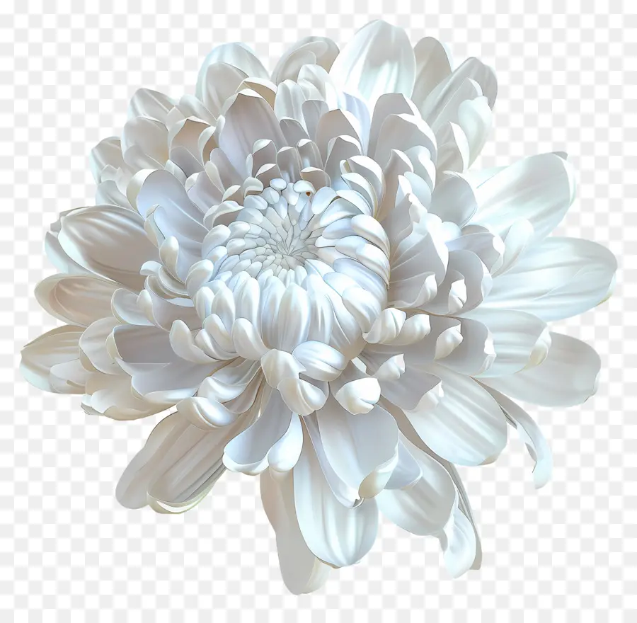 Chrysanthème Blanc，Fleur Blanche PNG