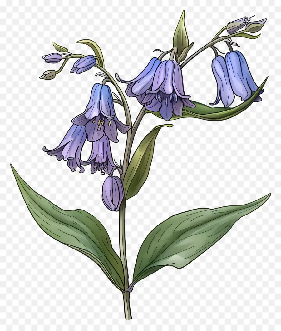 Fleur De Jacinthe Des Bois，Bleu PNG