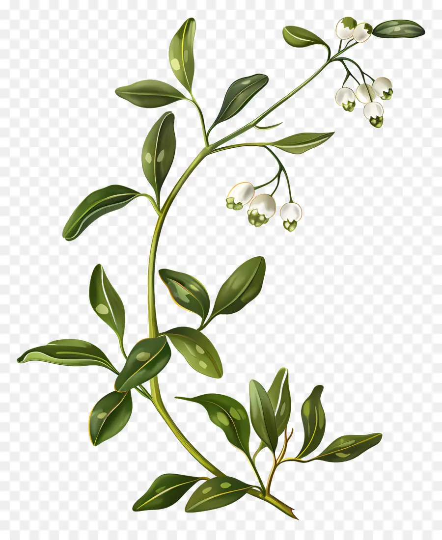 Gui，Plante Verte PNG