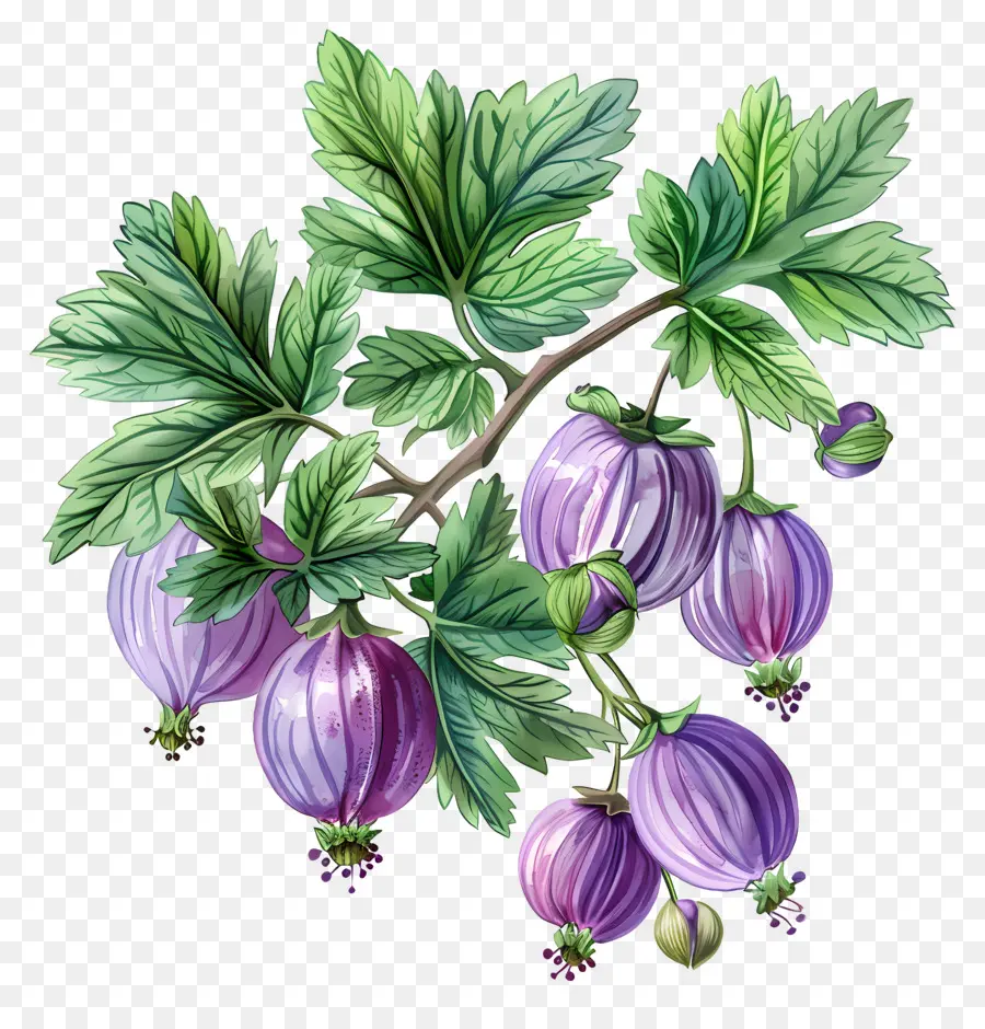 Groseille，Groseilles Violettes PNG