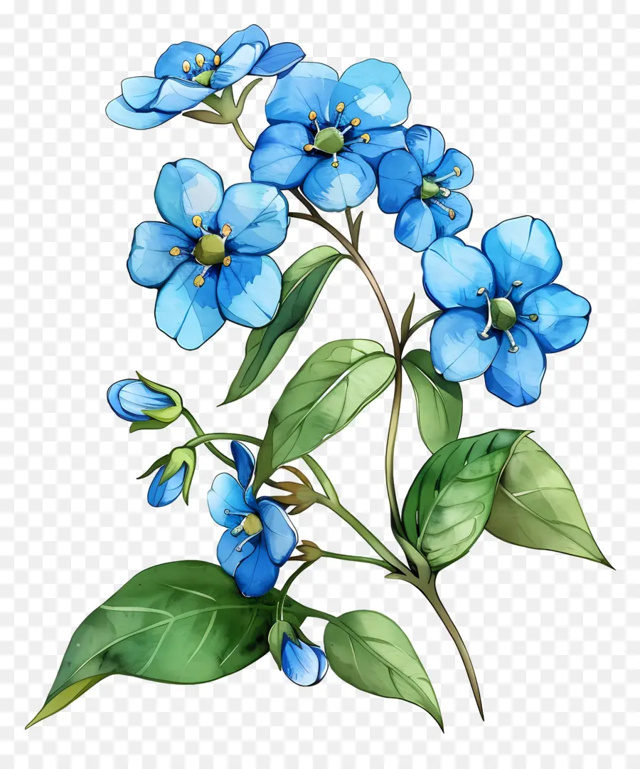 Ne M'oublie Pas Fleur，Fleurs Bleues PNG