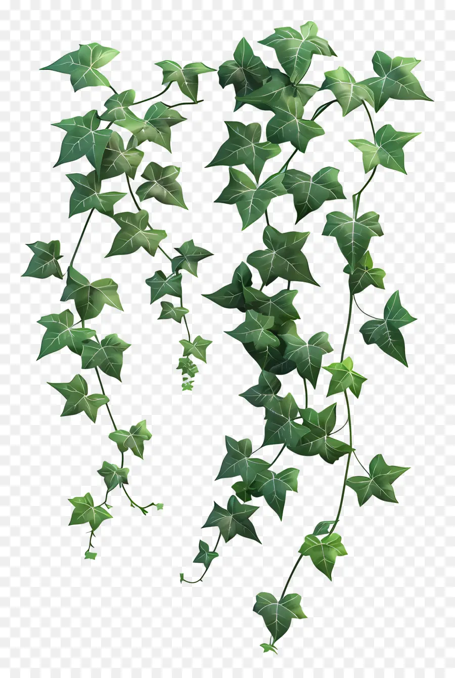 Lierre，Feuilles PNG