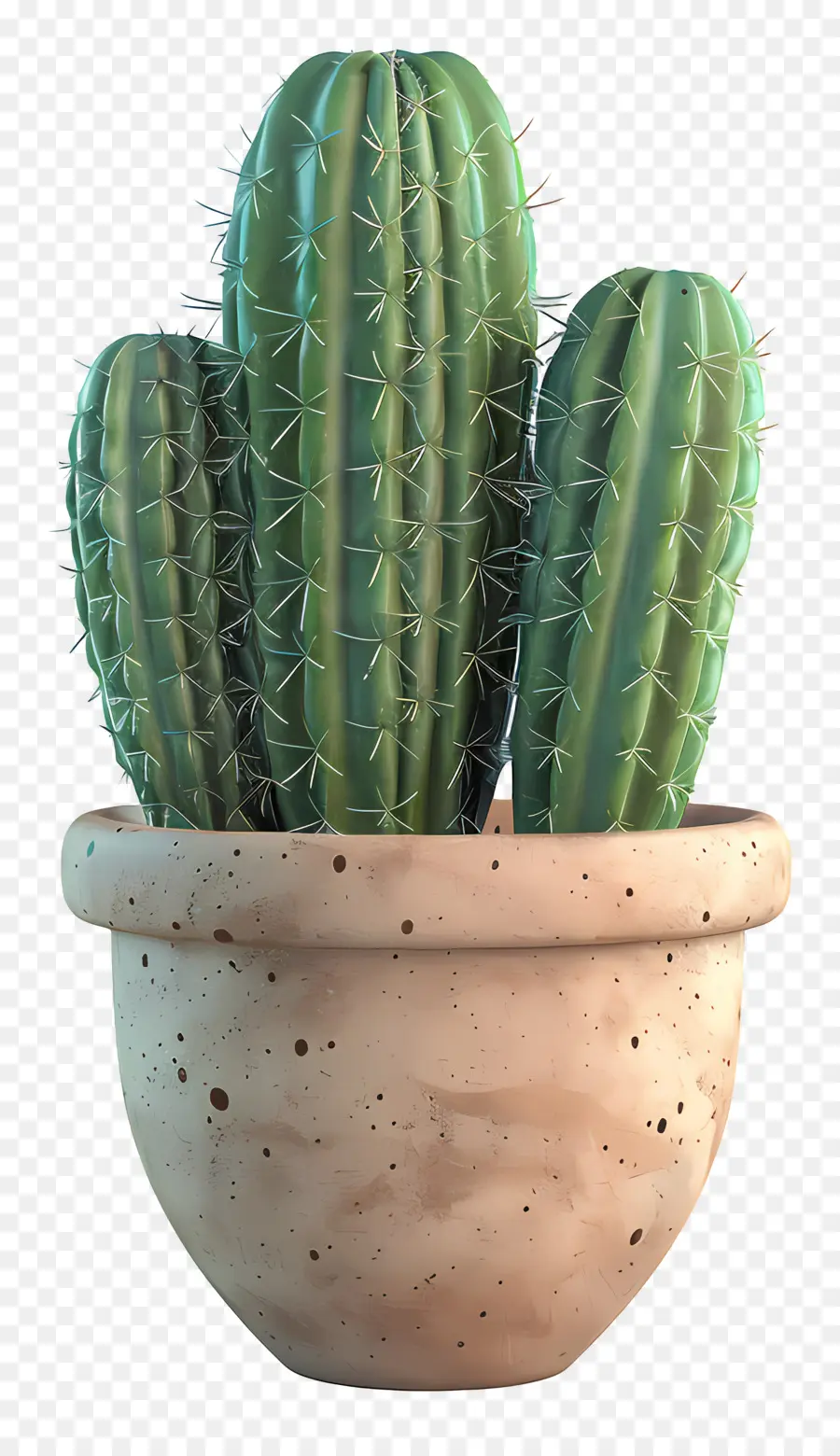 Cactus En Pot，Cactus PNG