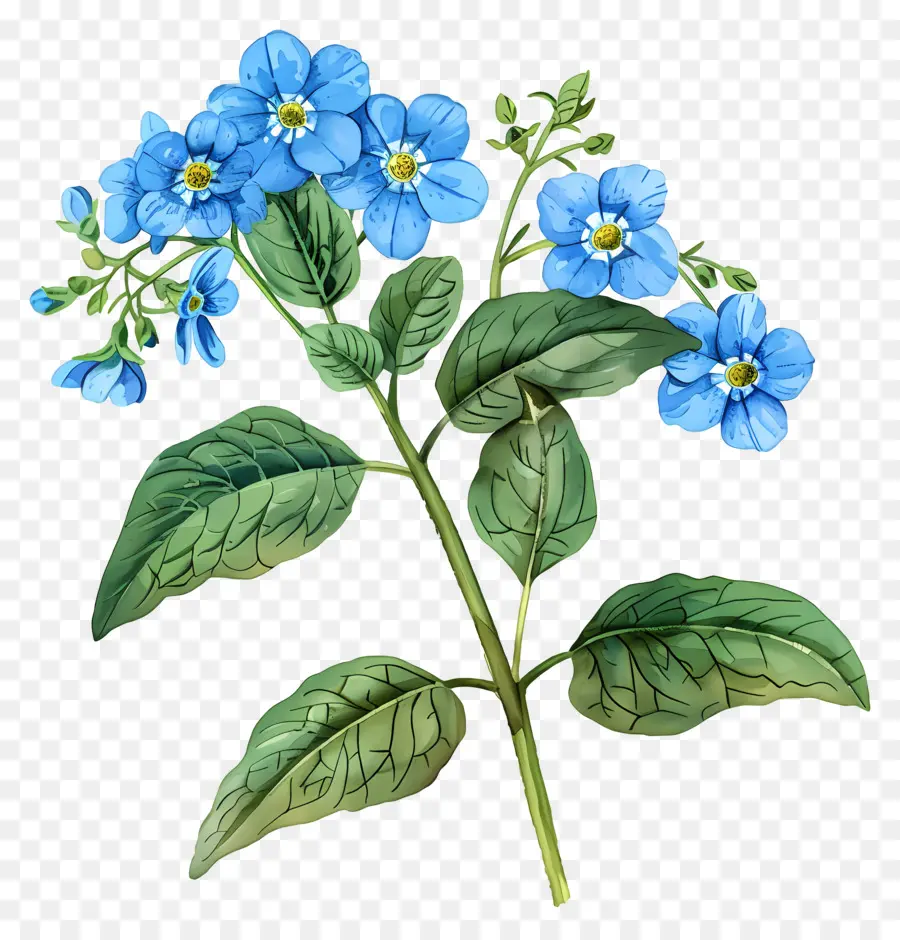 Ne M'oublie Pas Fleur，Fleurs Bleues PNG