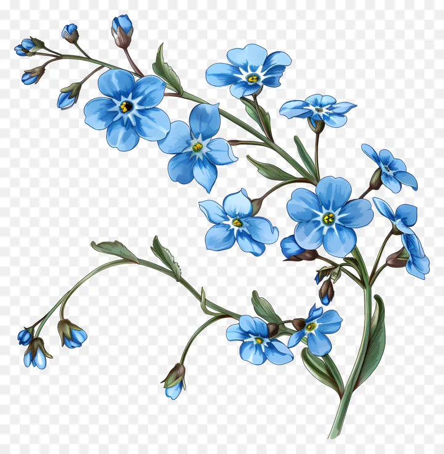 Ne M'oublie Pas Fleur，Fleurs Bleues PNG