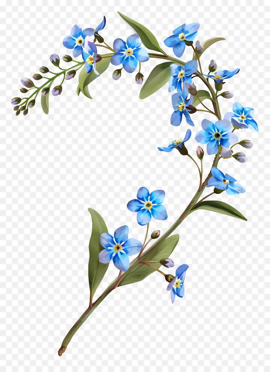 Ne M'oublie Pas Fleur，Fleurs Bleues PNG