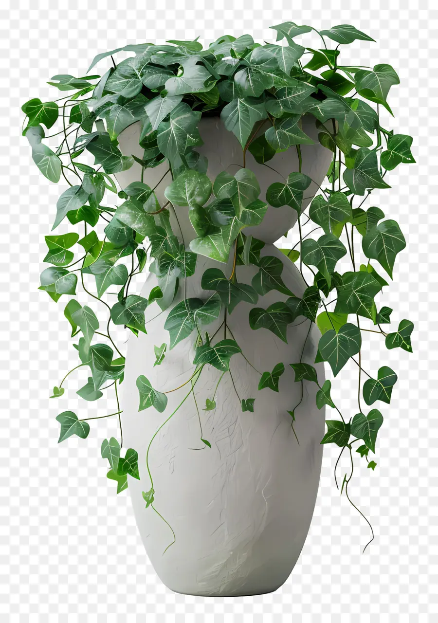 Plante De Lierre，Plante En Pot PNG