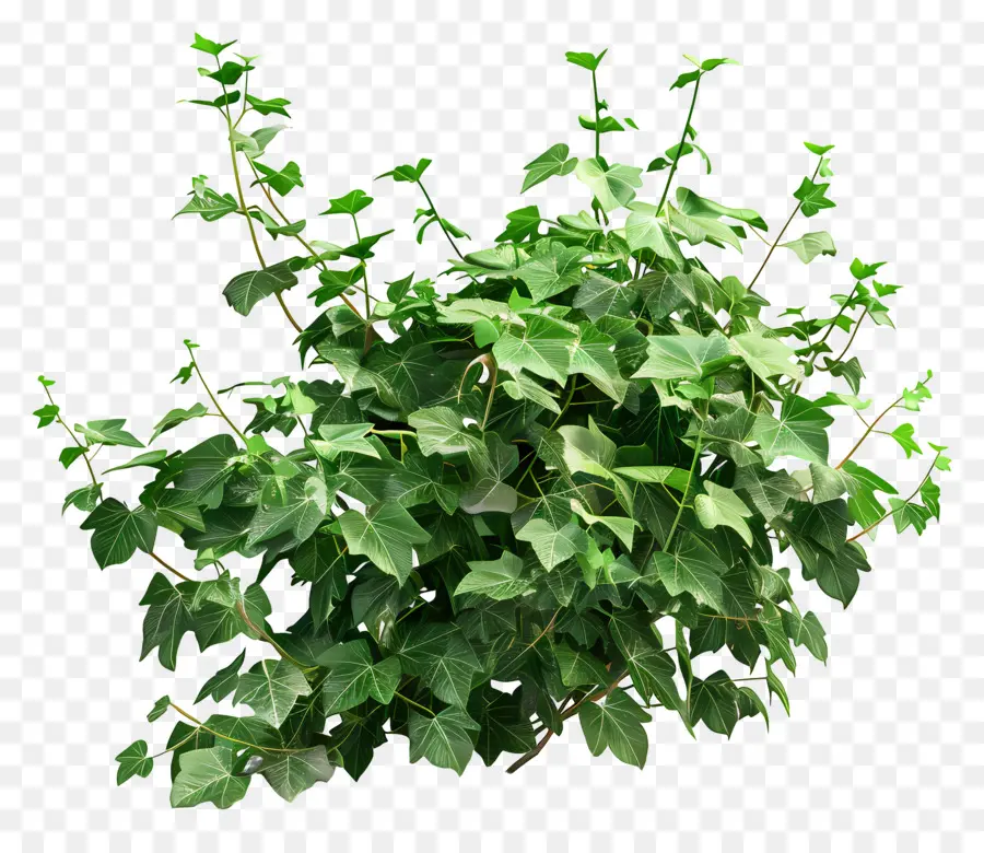 Plante De Lierre，Feuilles PNG