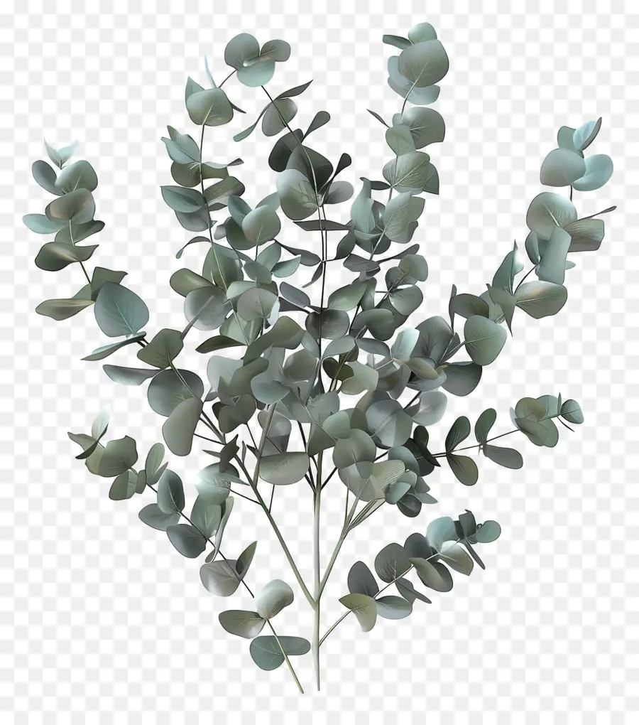 Branche D'eucalyptus，Feuilles D'eucalyptus PNG