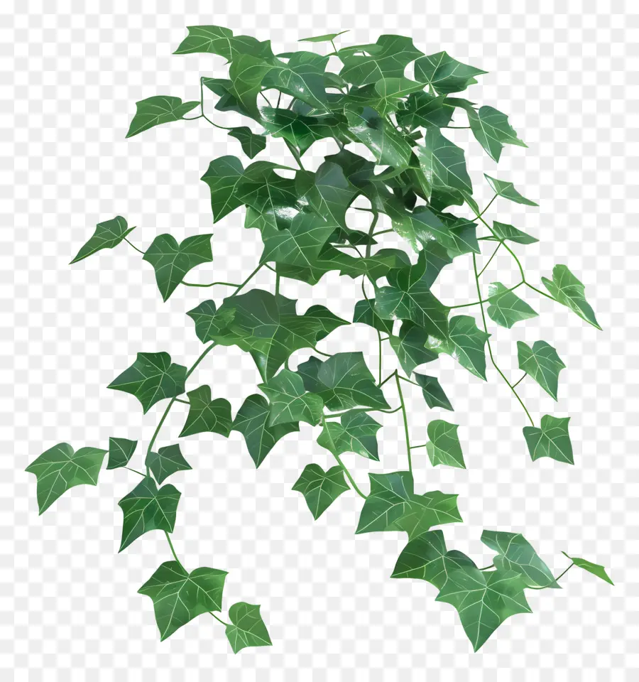 Plante De Lierre，Feuilles PNG