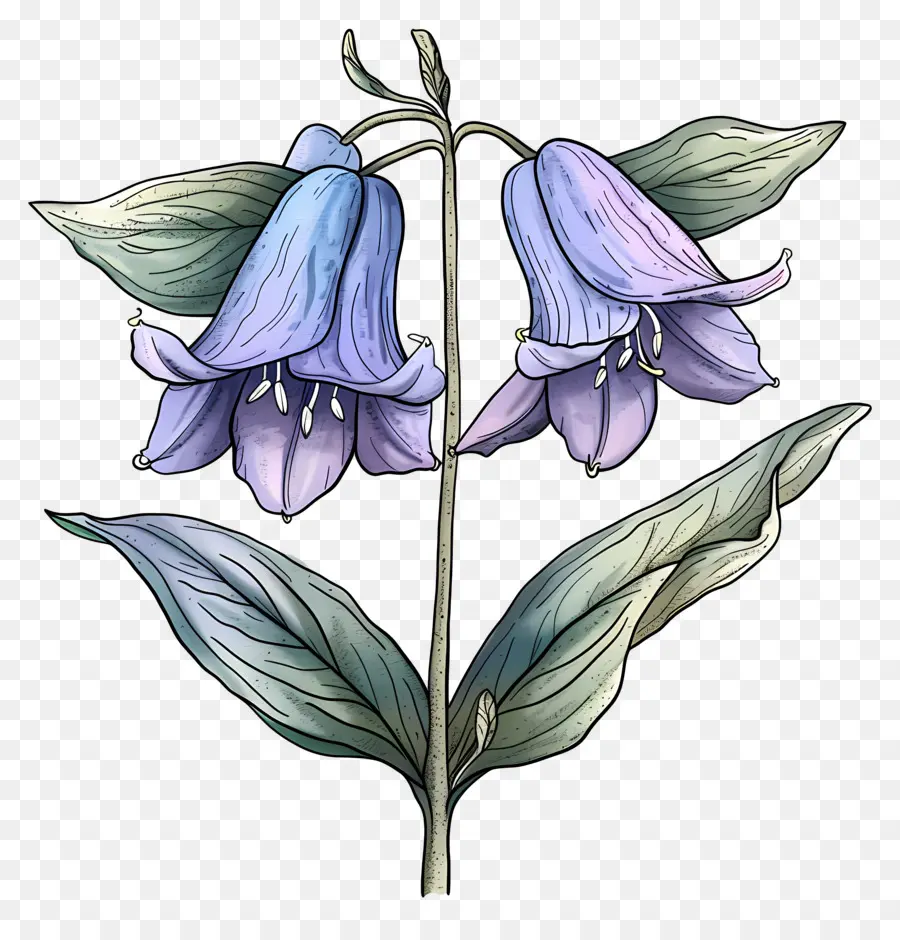 Fleur De Jacinthe Des Bois，Fleurs Violettes PNG