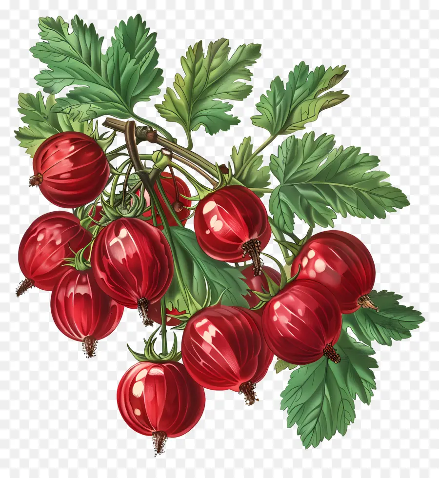 Groseille，Fruits Rouges PNG