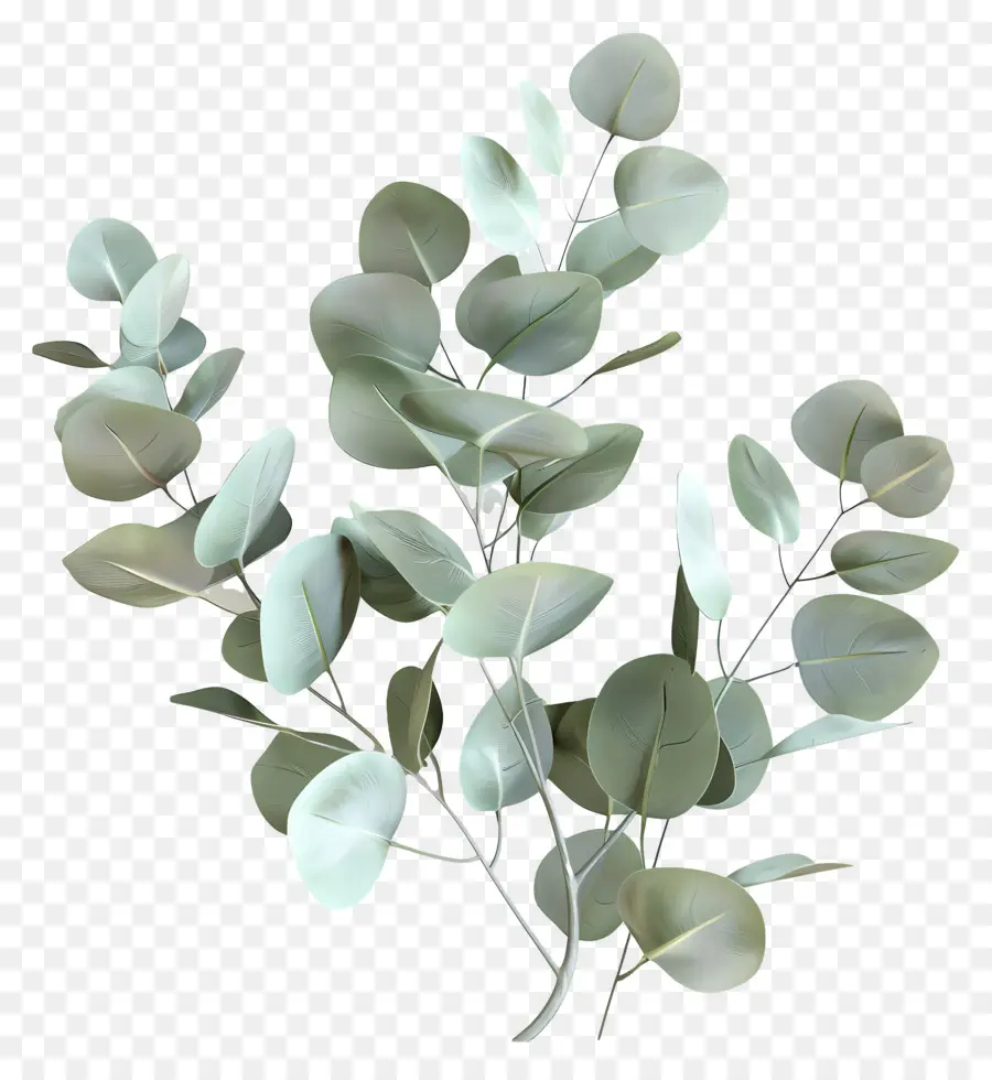 Branche D'eucalyptus，Feuilles D'eucalyptus PNG