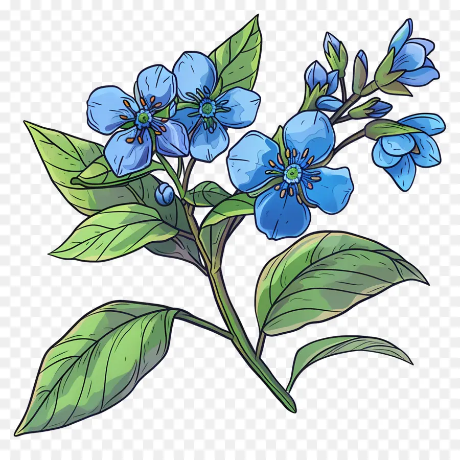 Ne M'oublie Pas Fleur，Fleurs Bleues PNG