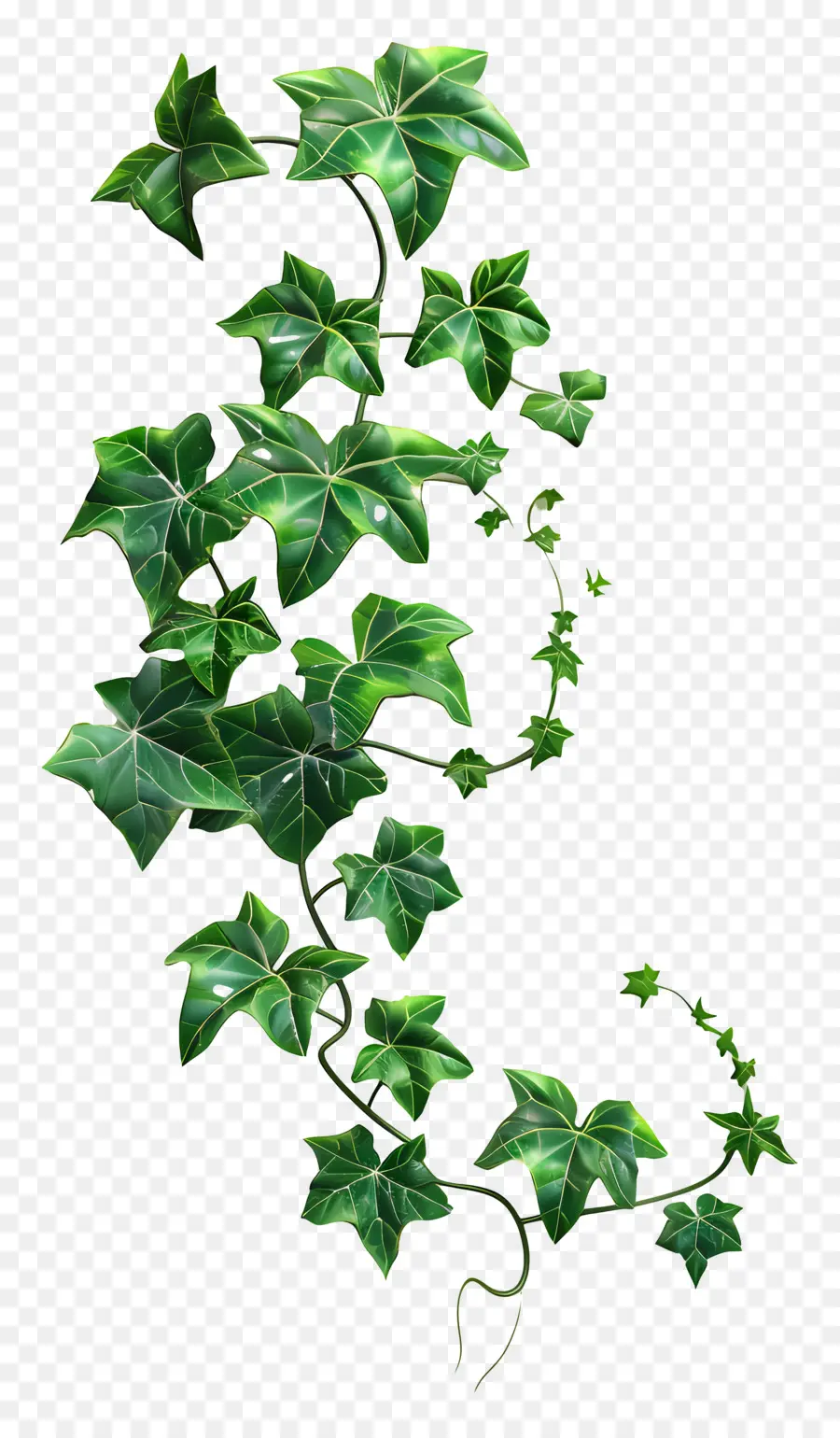 Plante De Lierre，Lierre Vert PNG