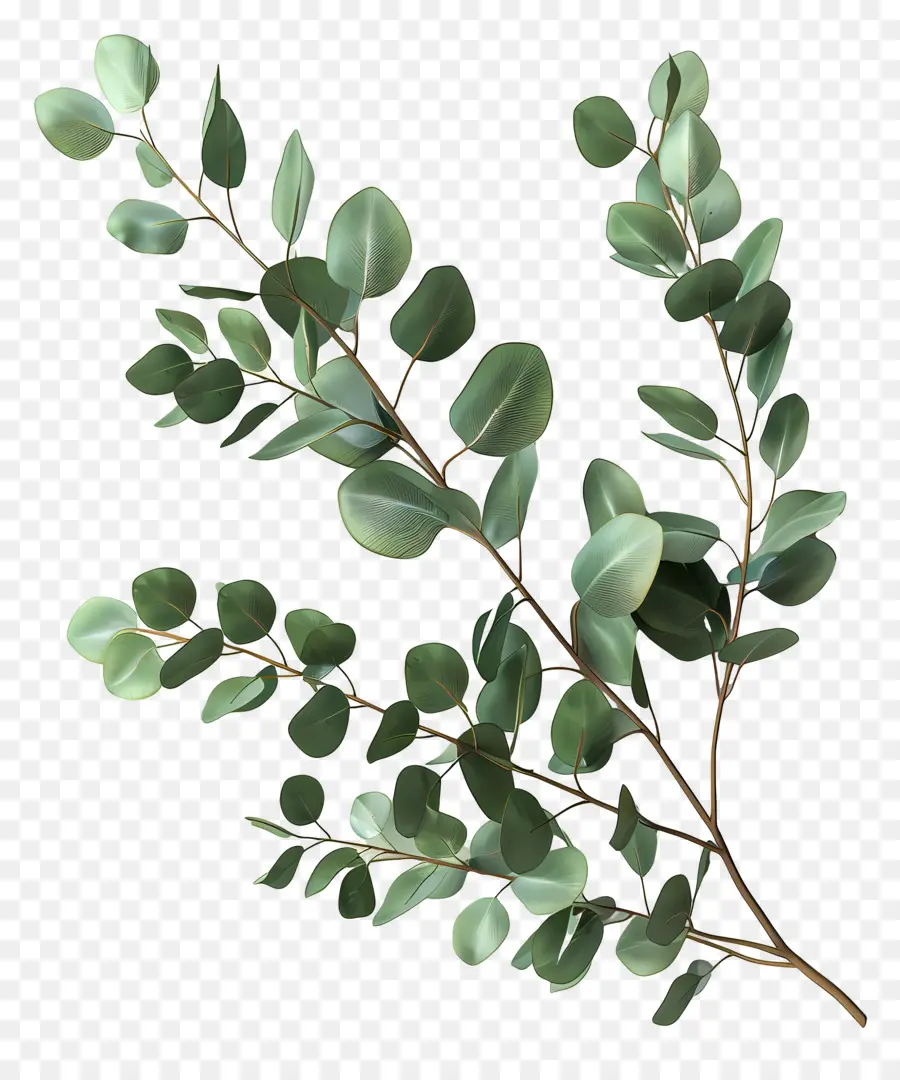 Branche D'eucalyptus，Usine PNG