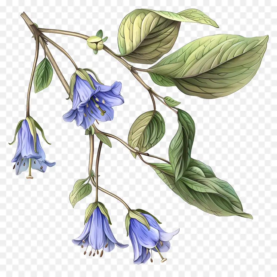 Fleur De Jacinthe Des Bois，Fleurs De Jacinthe Des Bois PNG