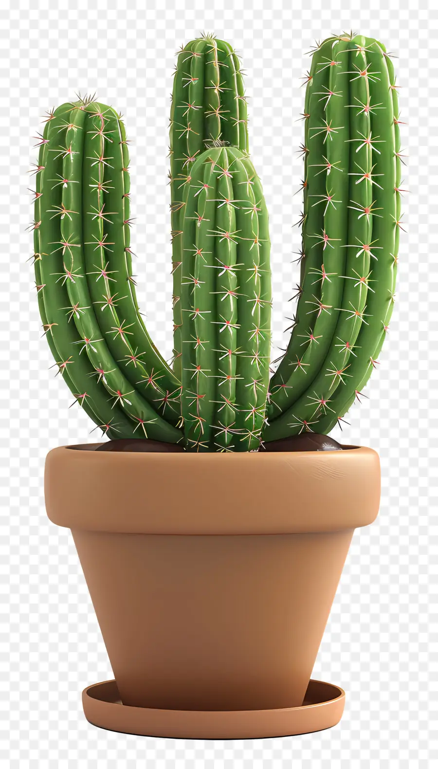 Cactus En Pot，Cactus PNG