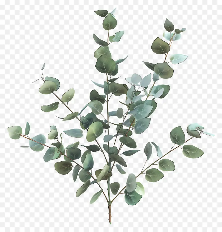 Branche D'eucalyptus，Feuilles D'eucalyptus PNG