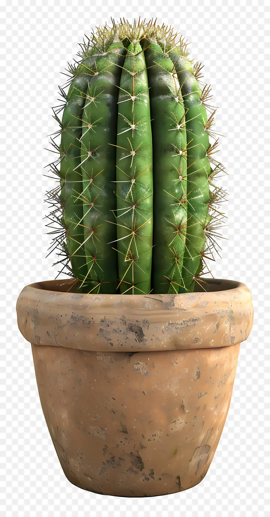 Cactus En Pot，Cactus PNG