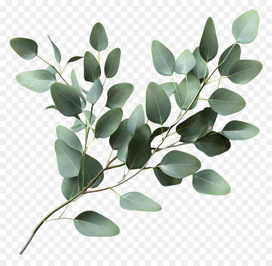 Branche D'eucalyptus，Eucalyptus PNG