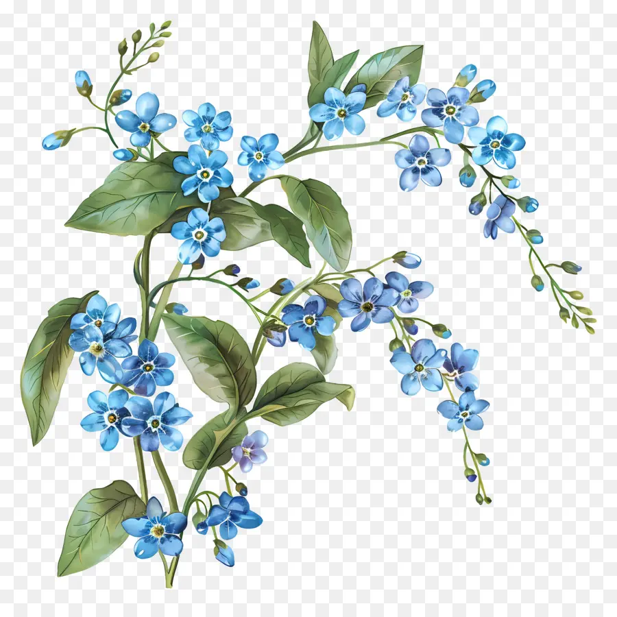 Ne M'oublie Pas Fleur，Fleurs Bleues PNG