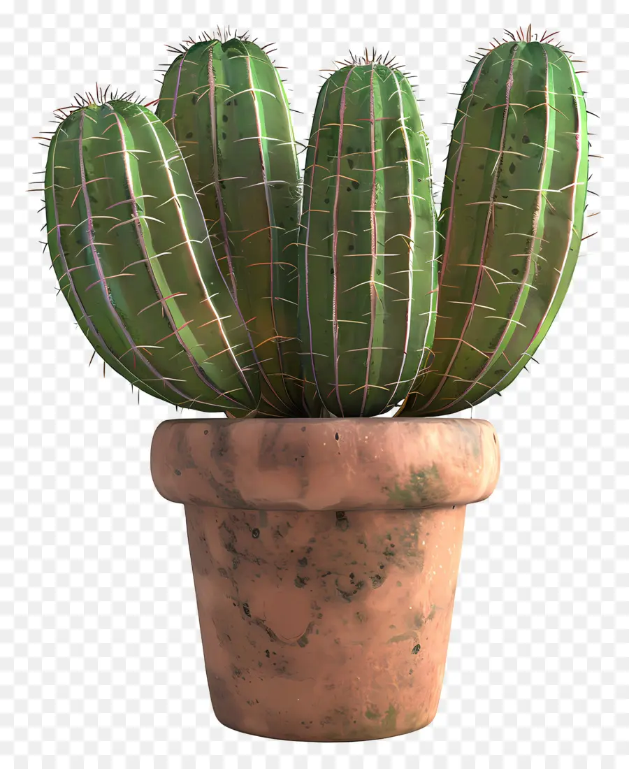 Cactus En Pot，Cactus PNG