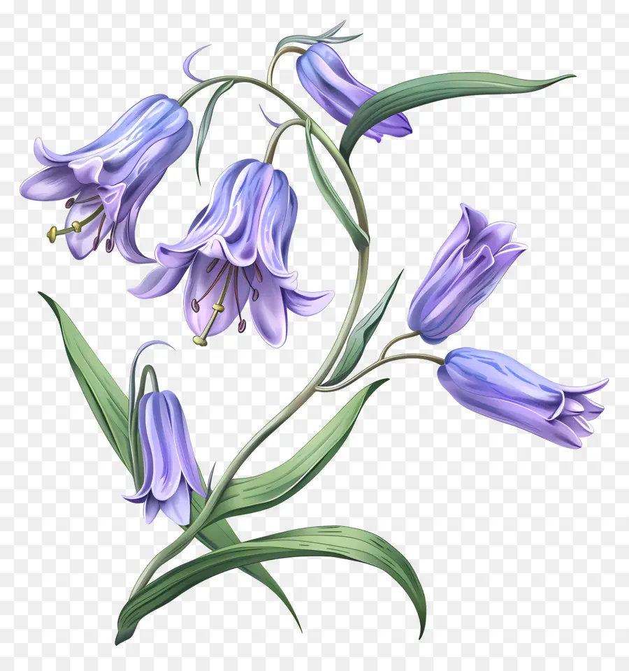 Fleur De Jacinthe Des Bois，Jacinthes PNG