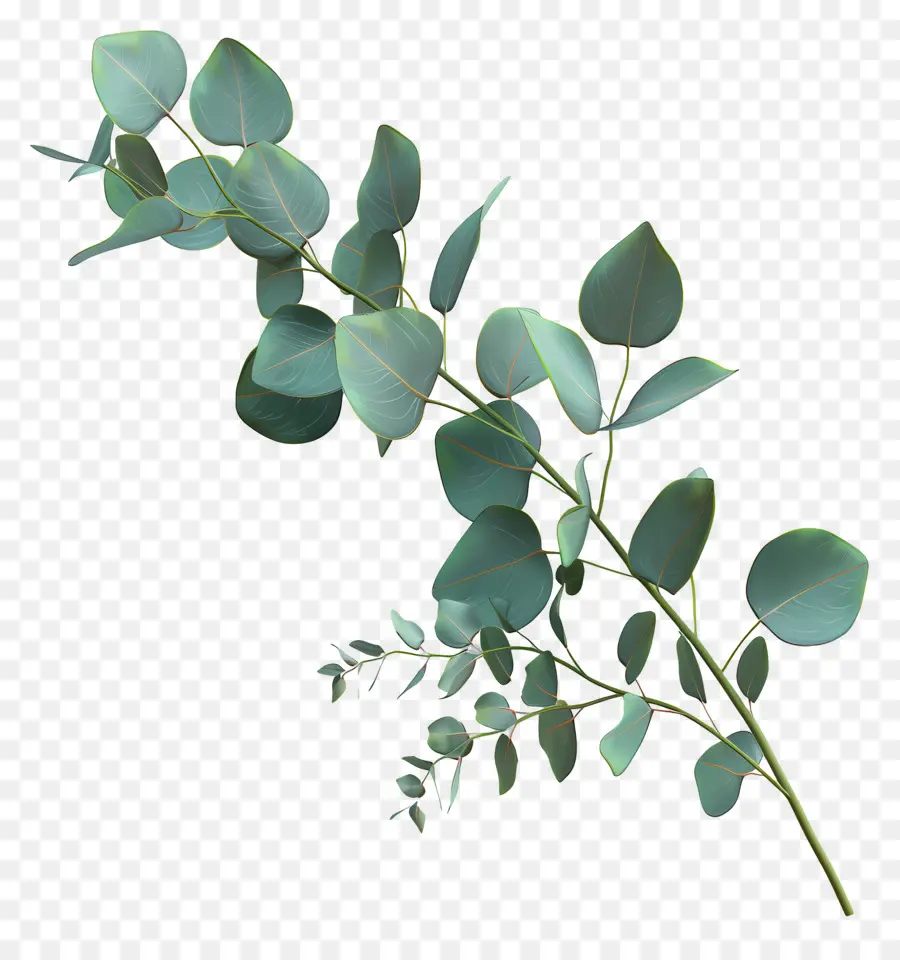 Branche D'eucalyptus，Feuilles D'eucalyptus PNG