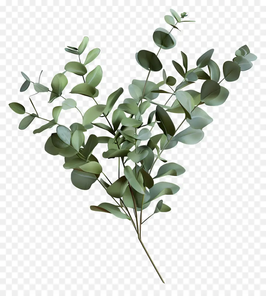 Branche D'eucalyptus，Feuilles D'eucalyptus PNG