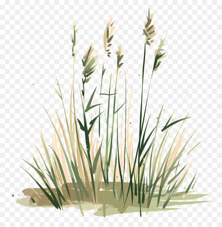 Herbe，Nature PNG