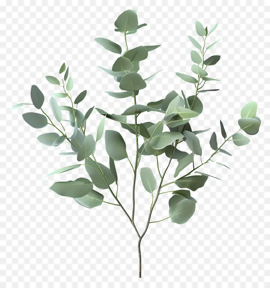 Branche D'eucalyptus，Usine PNG