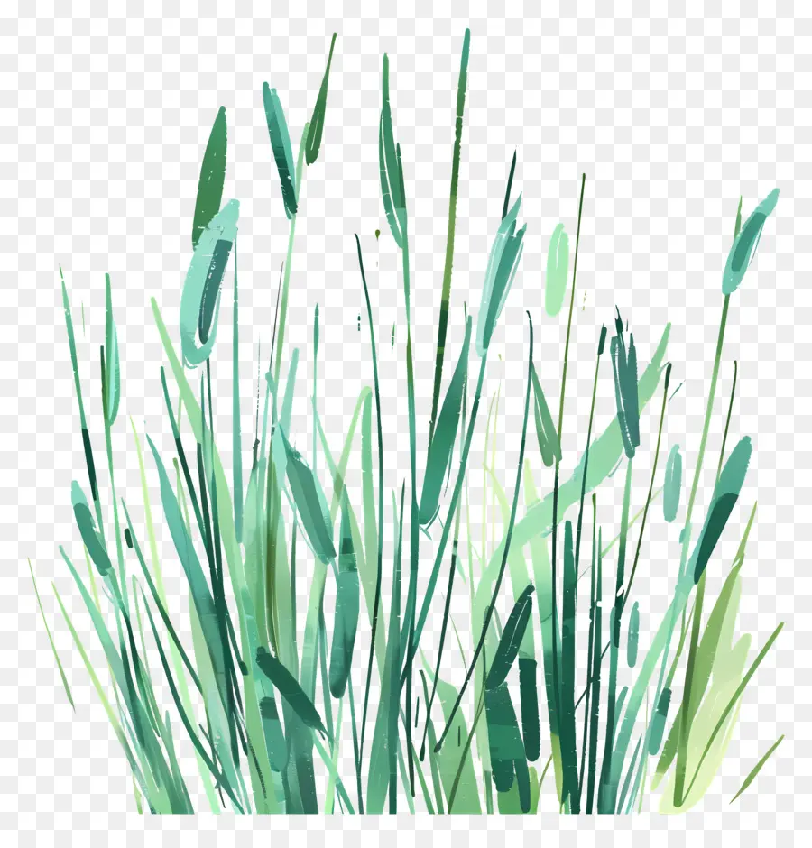 Herbe，Herbe Verte PNG