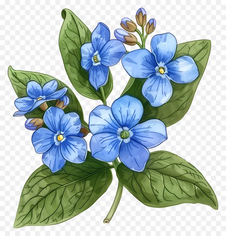 Ne M'oublie Pas Fleur，Fleurs Colorées PNG