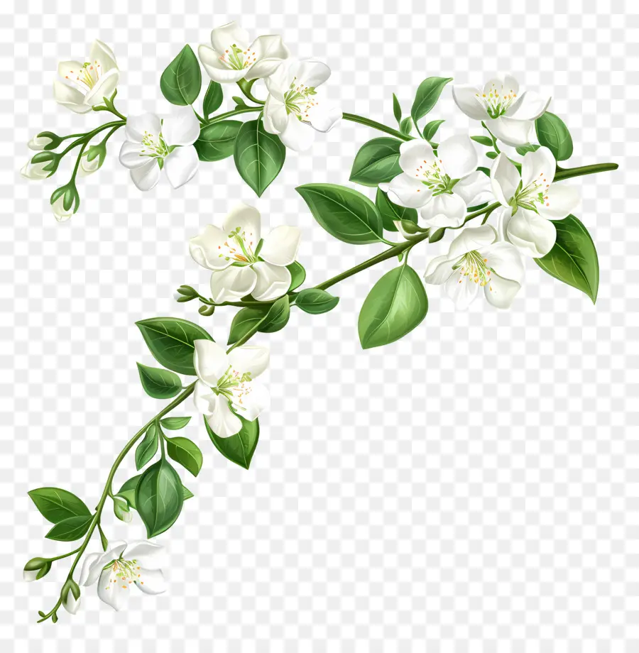 Fleurs De Jasmin Blanc，Fleurs Blanches PNG