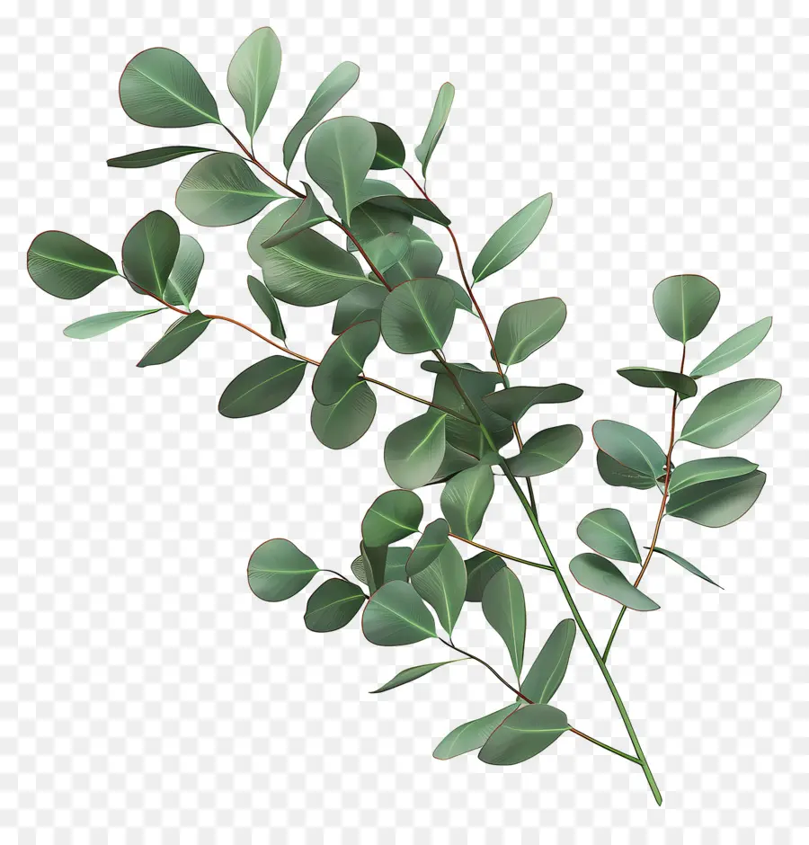 Branche D'eucalyptus，Feuilles Vertes PNG