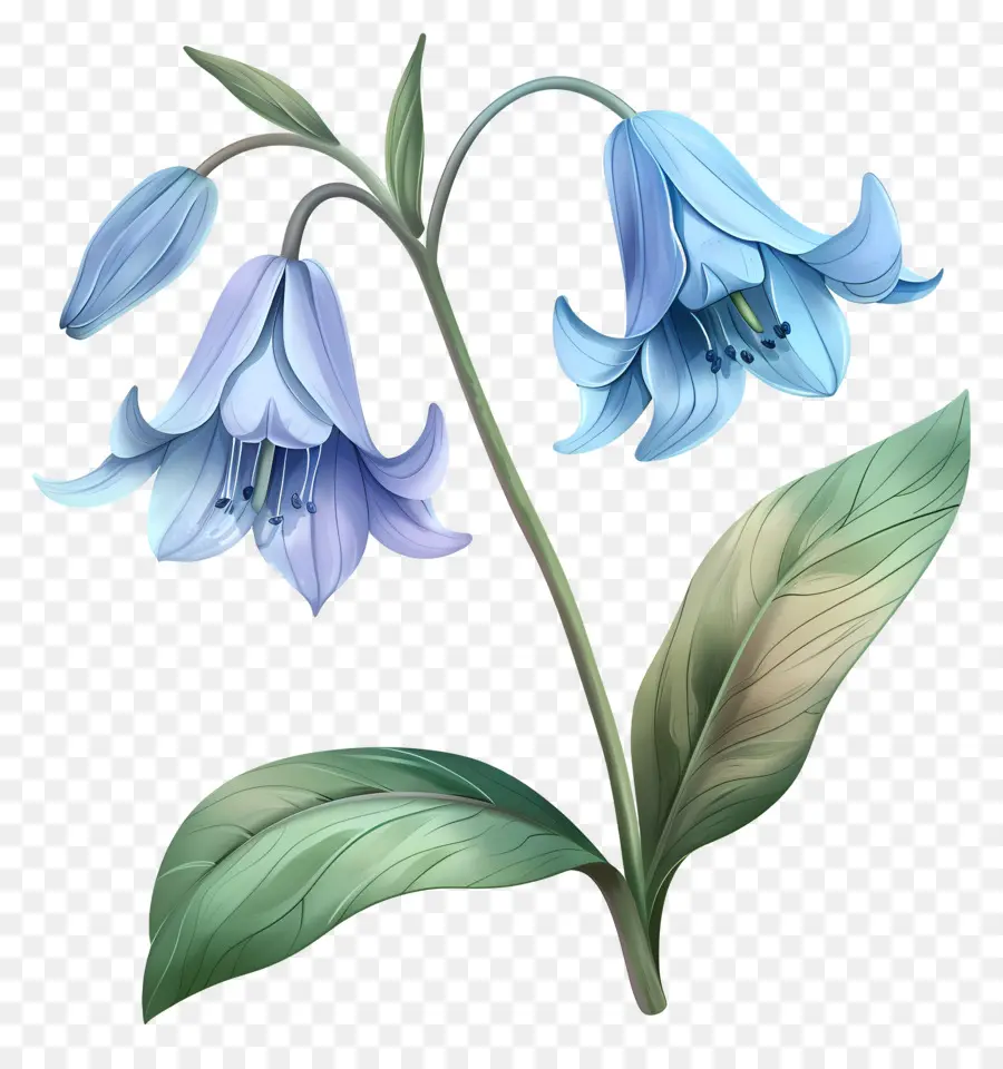 Fleur De Jacinthe Des Bois，Fleurs De Jacinthe Des Bois PNG