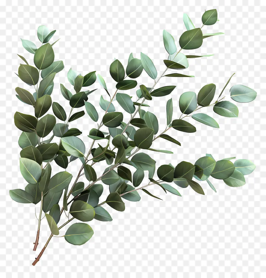 Branche D'eucalyptus，Feuilles Vertes PNG