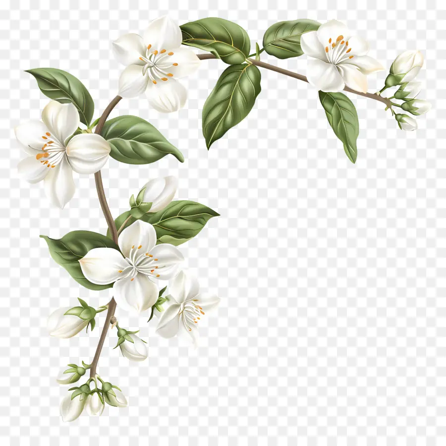 Fleurs De Jasmin Blanc，Fleurs Blanches PNG