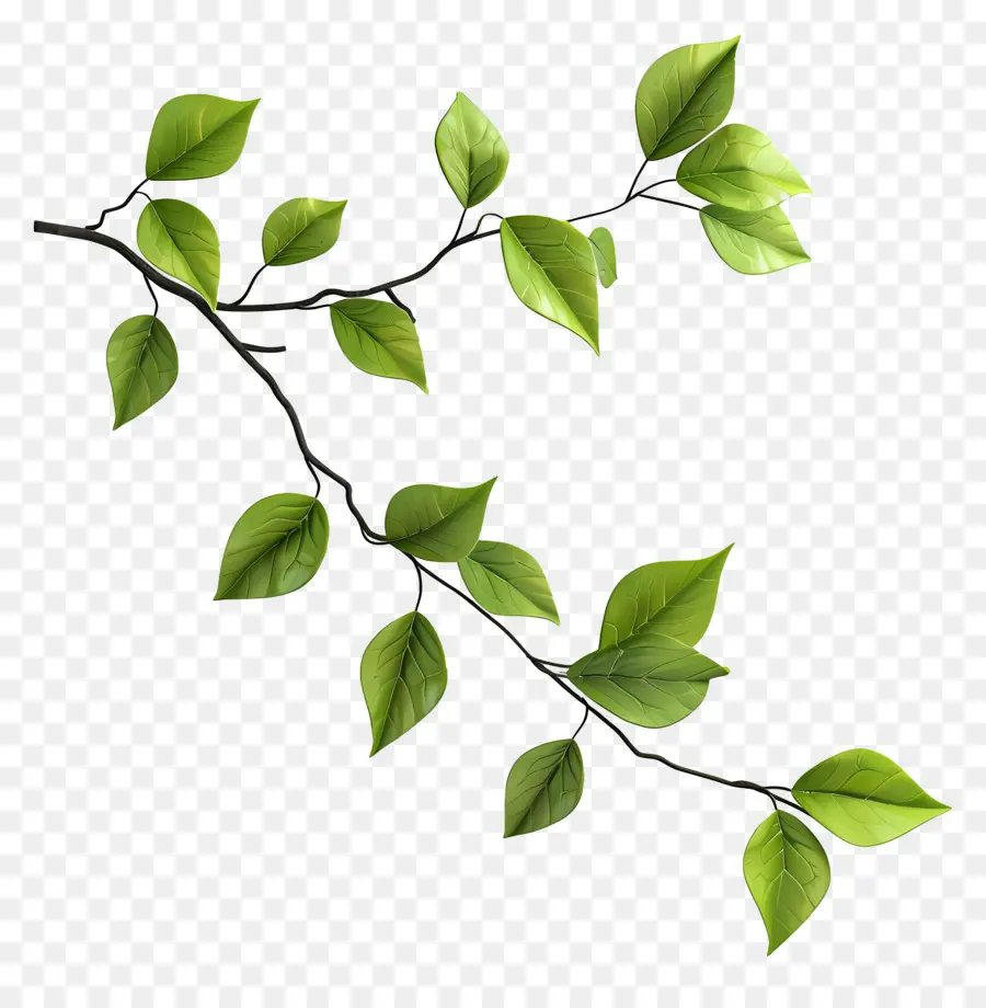 Feuilles Sur Branche，Bifurquer PNG